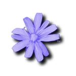 Amiga Forever Plus Edition Download
